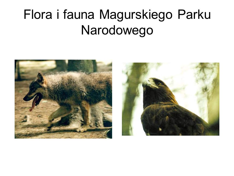 Flora i fauna Magurskiego Parku Narodowego