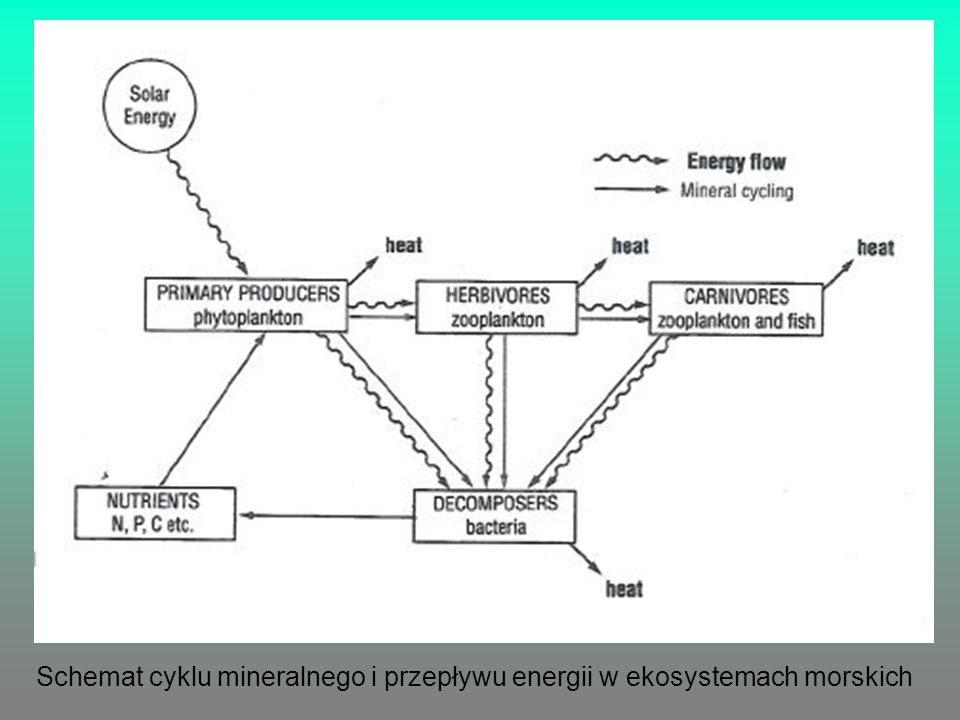 Schemat cyklu mineralnego i przepływu energii w ekosystemach morskich