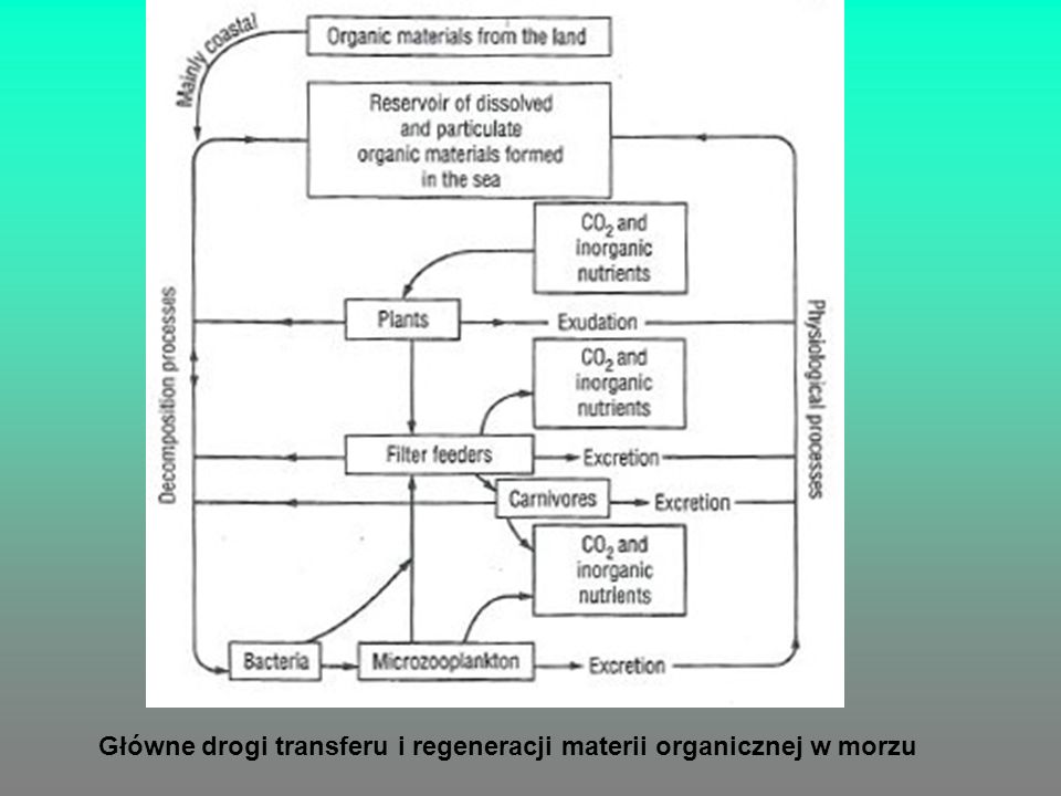 Główne drogi transferu i regeneracji materii organicznej w morzu