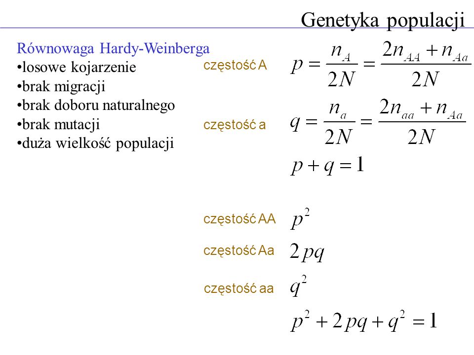 Genetyka populacji Równowaga Hardy-Weinberga losowe kojarzenie
