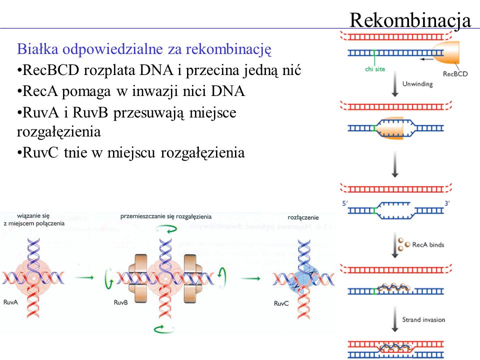 Rekombinacja Białka odpowiedzialne za rekombinację