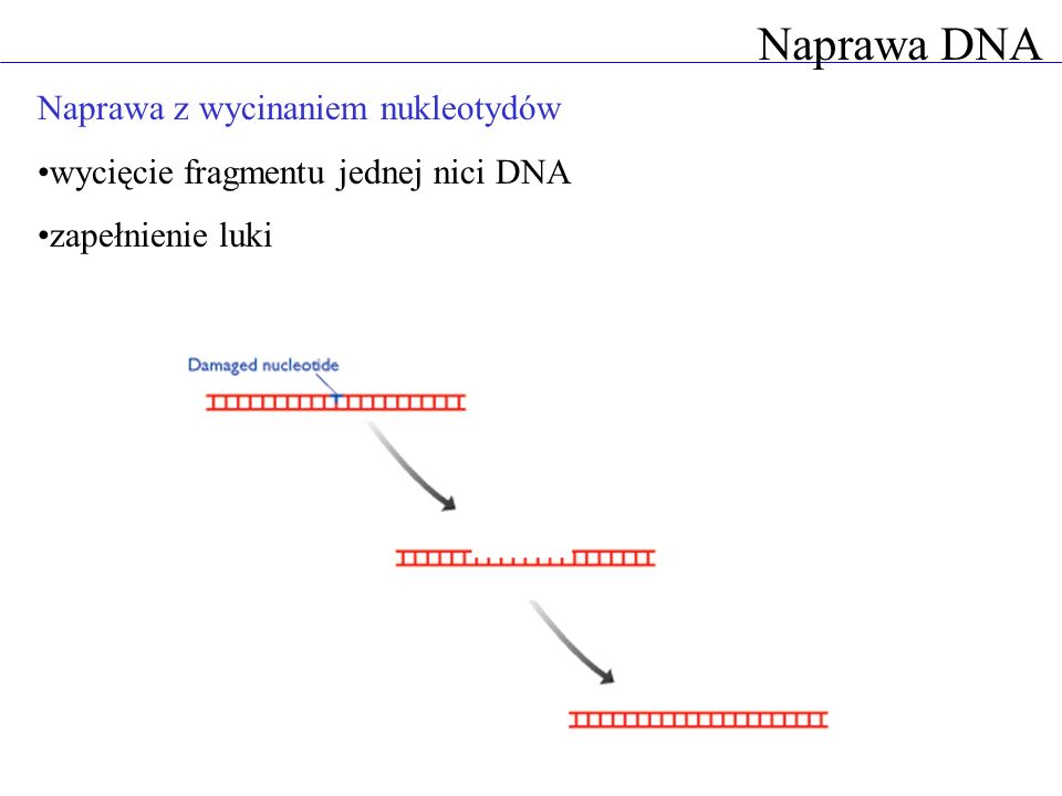 Naprawa DNA Naprawa z wycinaniem nukleotydów