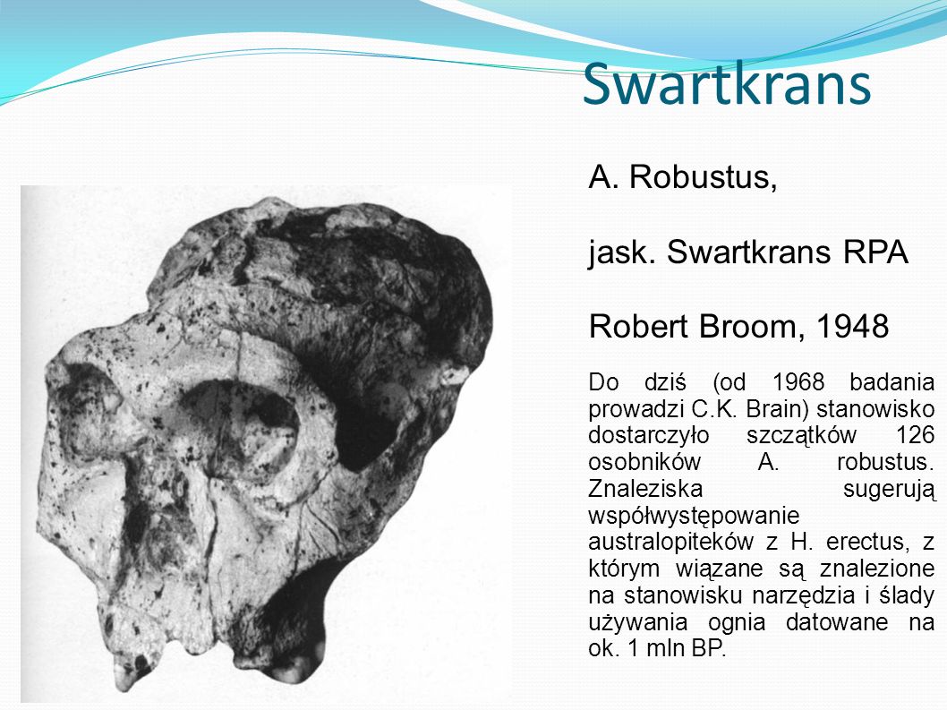 Swartkrans A. Robustus, jask. Swartkrans RPA Robert Broom, 1948