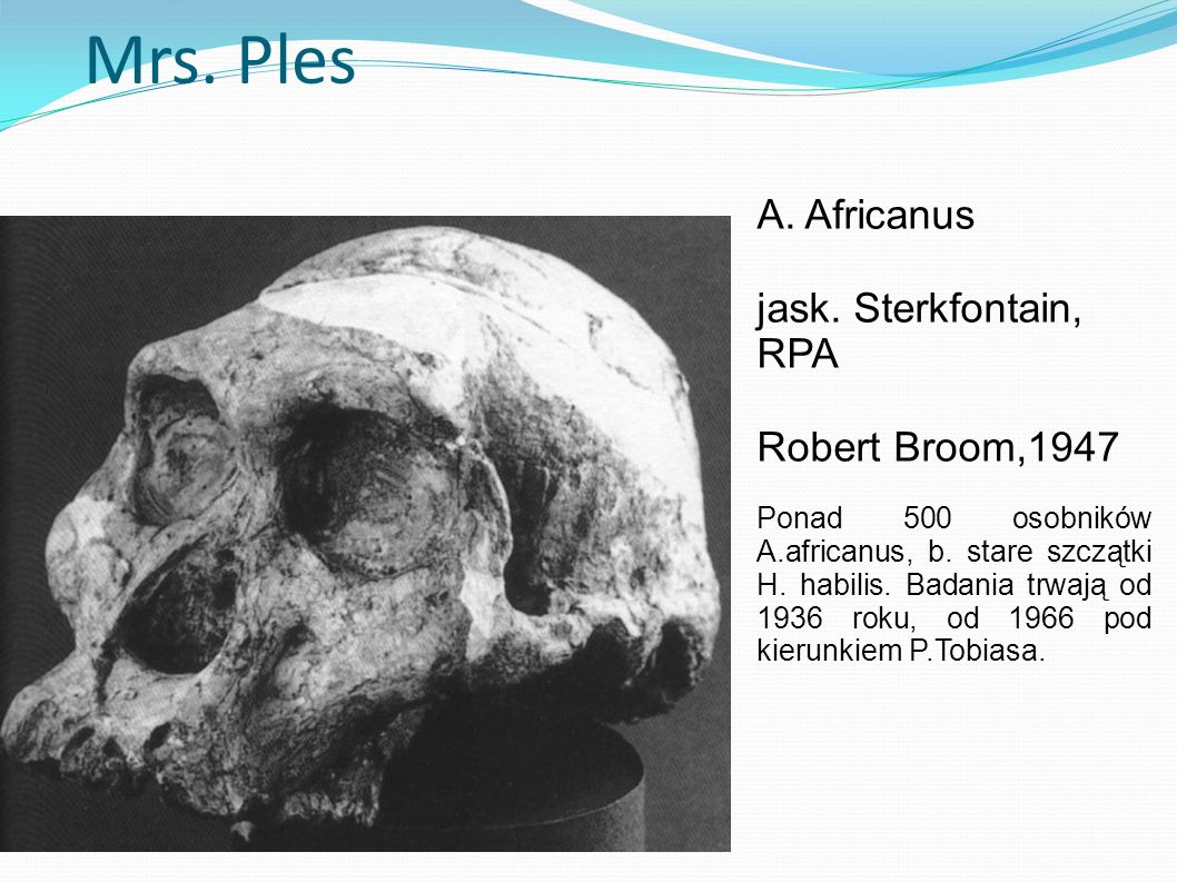 Mrs. Ples A. Africanus jask. Sterkfontain, RPA Robert Broom,1947