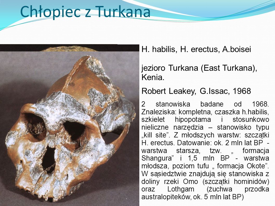 Chłopiec z Turkana H. habilis, H. erectus, A.boisei