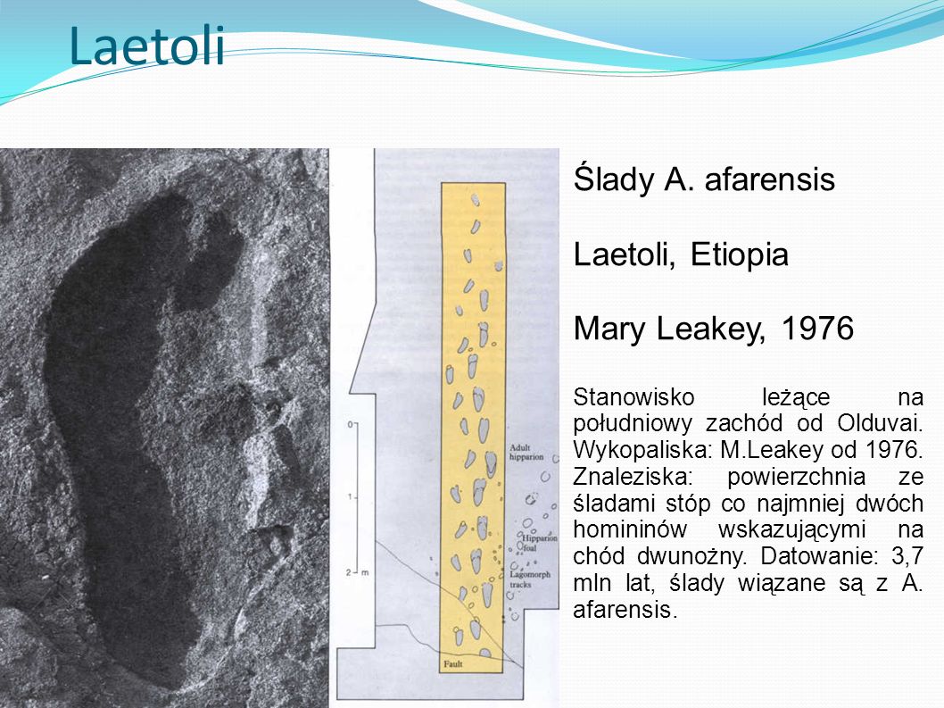 Laetoli Ślady A. afarensis Laetoli, Etiopia Mary Leakey, 1976