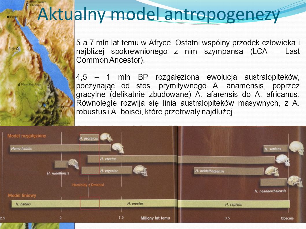 Aktualny model antropogenezy