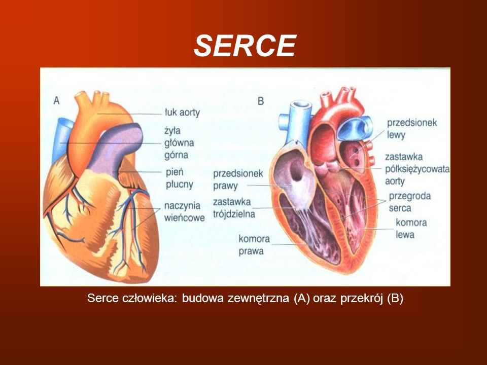Serce człowieka: budowa zewnętrzna (A) oraz przekrój (B)