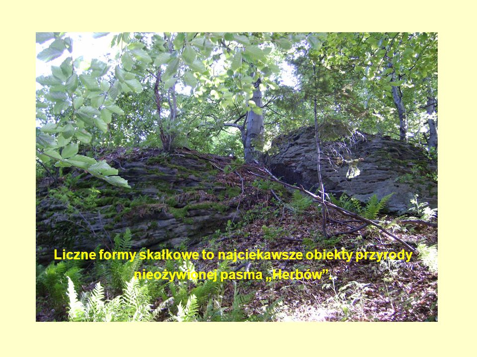 Liczne formy skałkowe to najciekawsze obiekty przyrody nieożywionej pasma „Herbów .