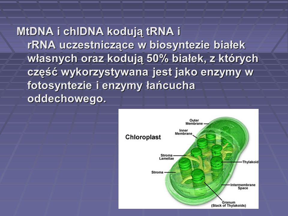 MtDNA i chlDNA kodują tRNA i rRNA uczestniczące w biosyntezie białek własnych oraz kodują 50% białek, z których część wykorzystywana jest jako enzymy w fotosyntezie i enzymy łańcucha oddechowego.