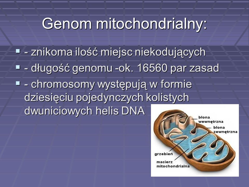 Genom mitochondrialny: