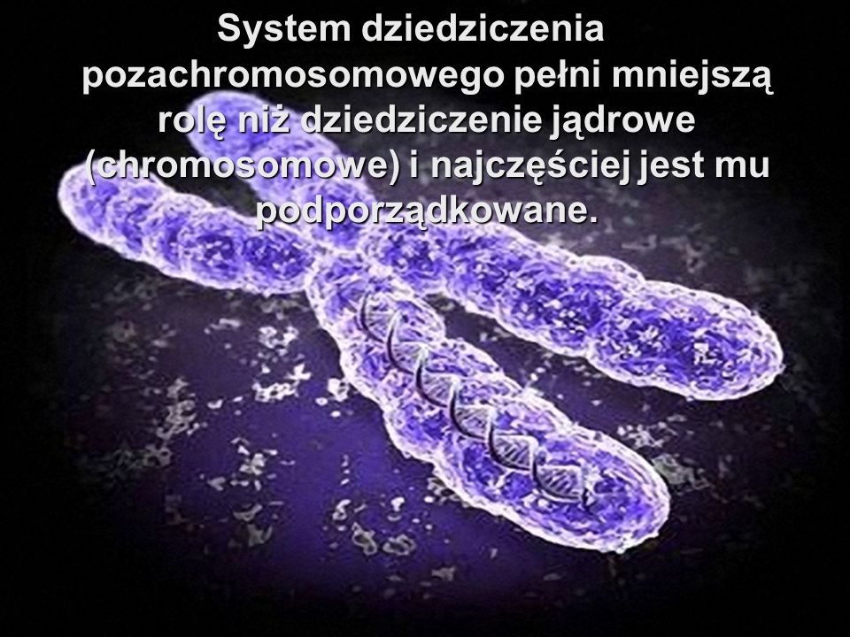 System dziedziczenia pozachromosomowego pełni mniejszą rolę niż dziedziczenie jądrowe (chromosomowe) i najczęściej jest mu podporządkowane.