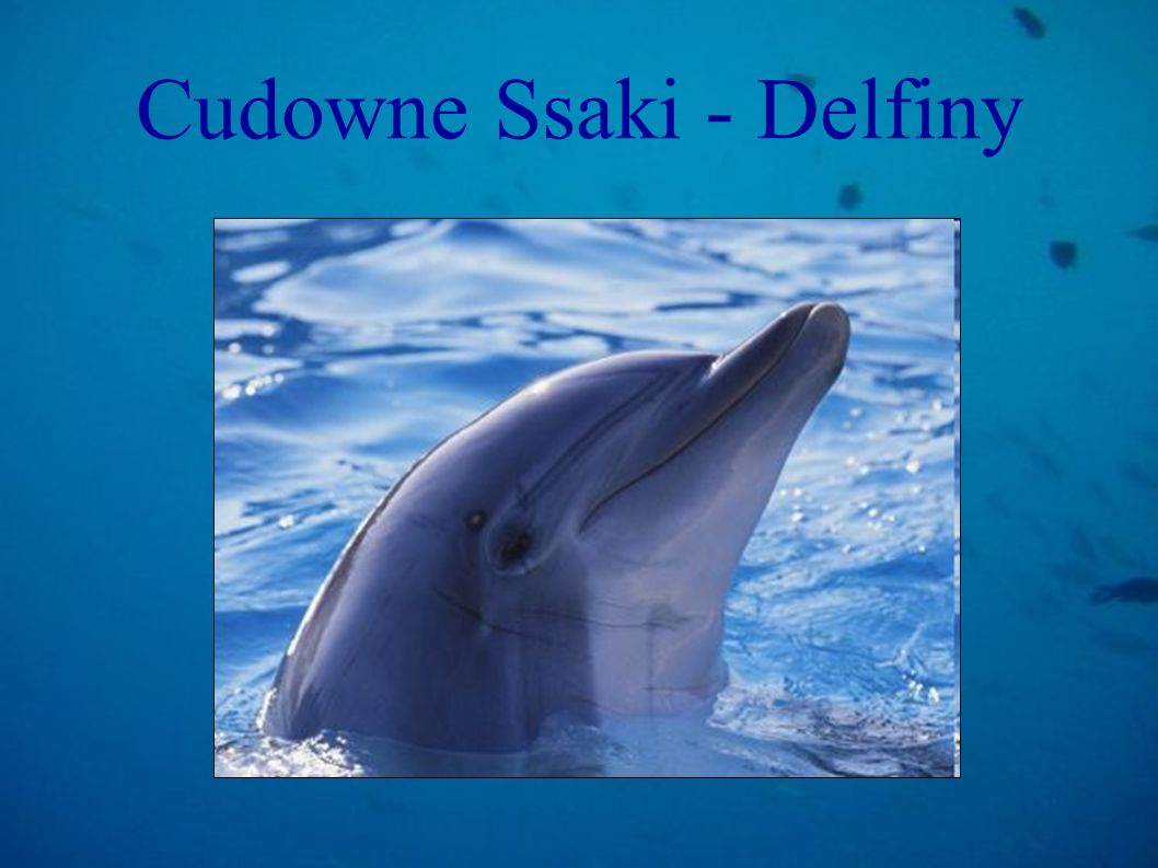 Cudowne Ssaki - Delfiny