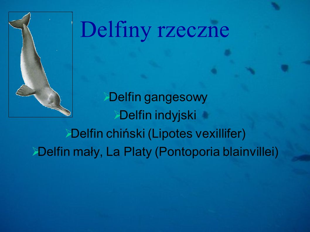 Delfiny rzeczne Delfin gangesowy Delfin indyjski