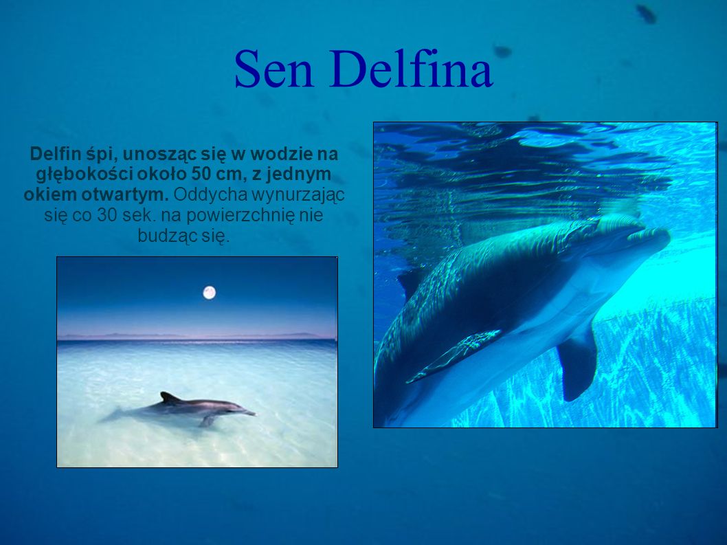 Delfin śpi, unosząc się w wodzie na głębokości około 50 cm, z jednym okiem otwartym. Oddycha wynurzając się co 30 sek. na powierzchnię nie budząc się.