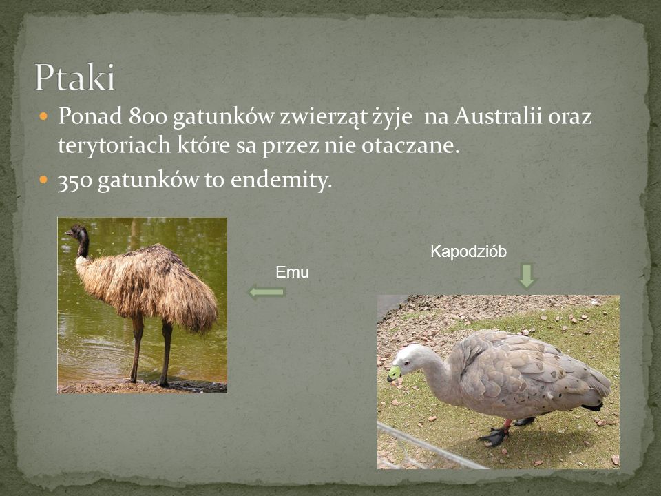Ptaki Ponad 800 gatunków zwierząt żyje na Australii oraz terytoriach które sa przez nie otaczane.