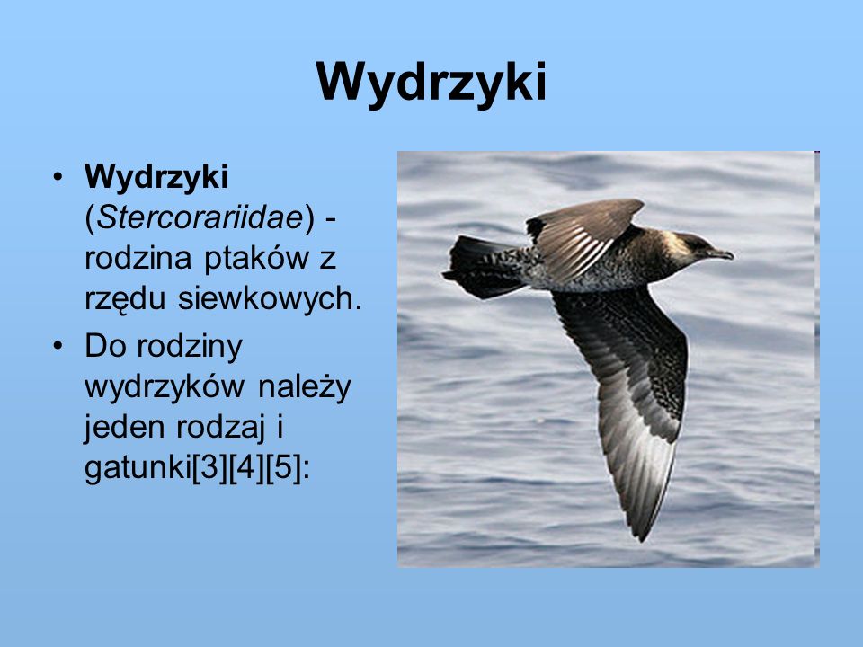 Wydrzyki Wydrzyki (Stercorariidae) - rodzina ptaków z rzędu siewkowych.