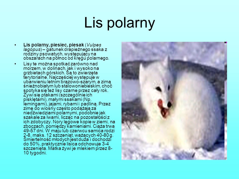 Lis polarny