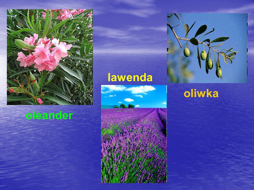 lawenda oliwka oleander