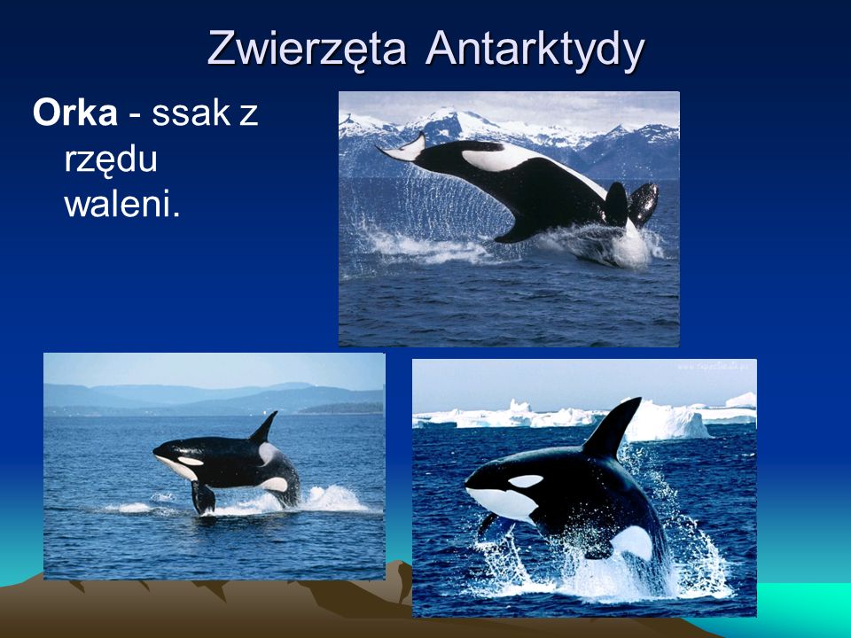 Zwierzęta Antarktydy Orka - ssak z rzędu waleni.