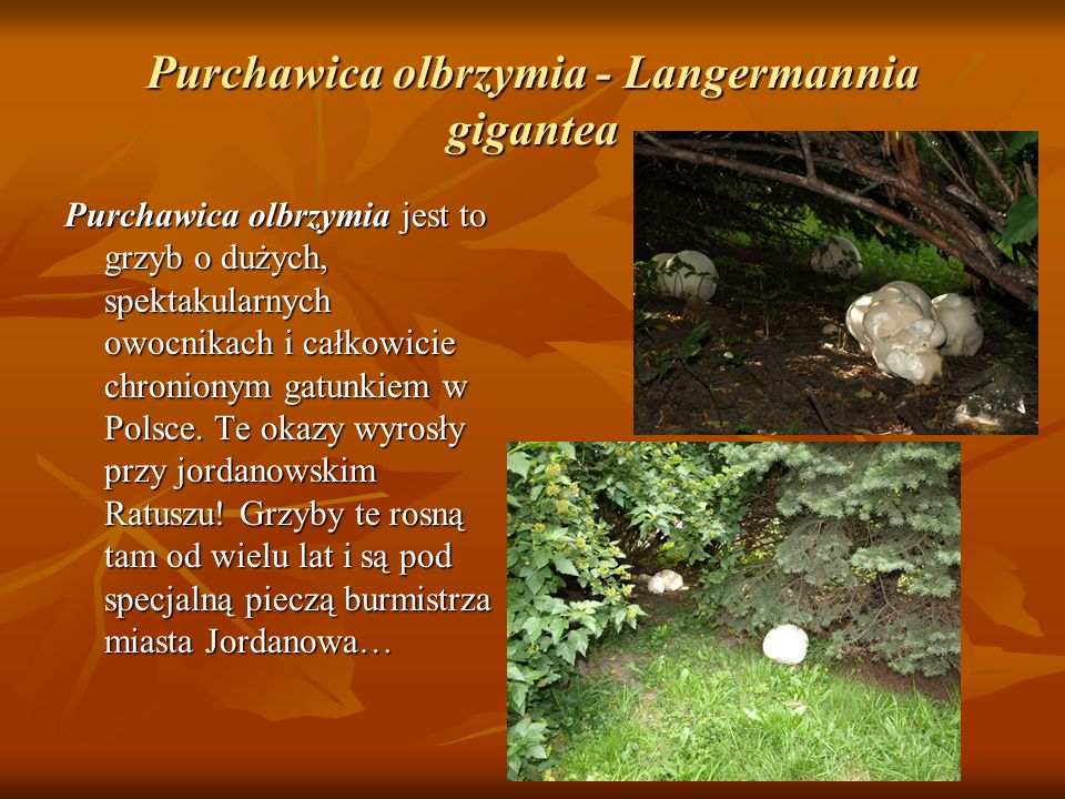 Purchawica olbrzymia - Langermannia gigantea