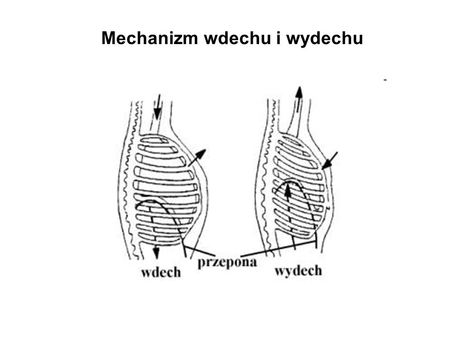 Mechanizm wdechu i wydechu
