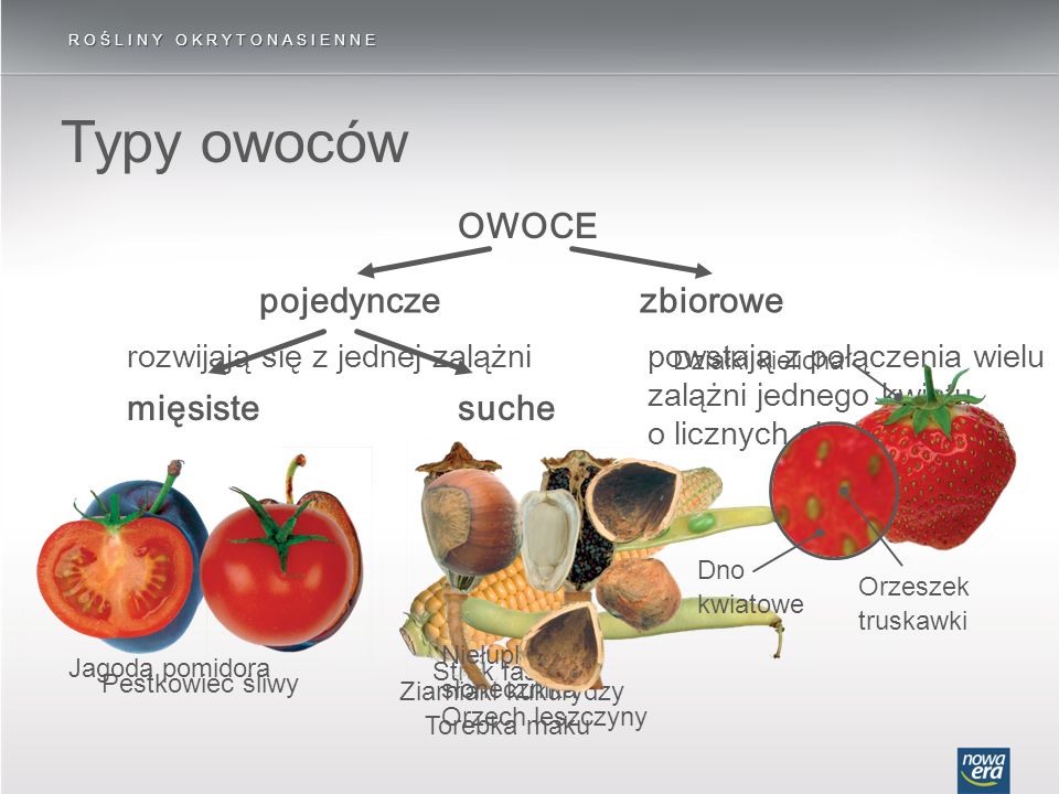 Typy owoców OWOCE pojedyncze zbiorowe mięsiste suche
