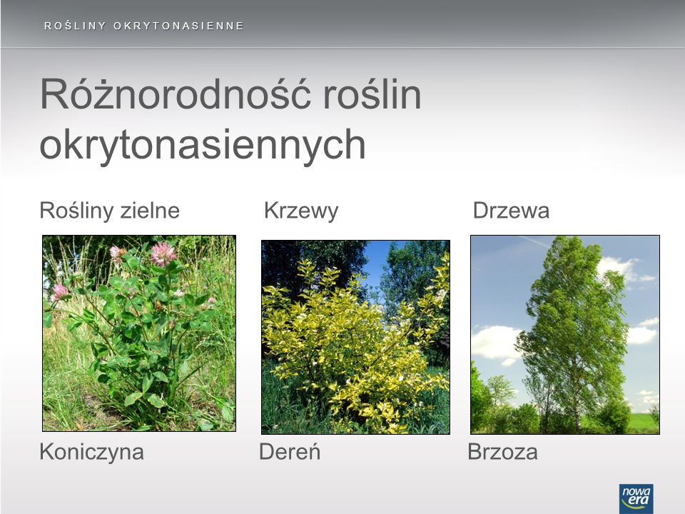 Różnorodność roślin okrytonasiennych