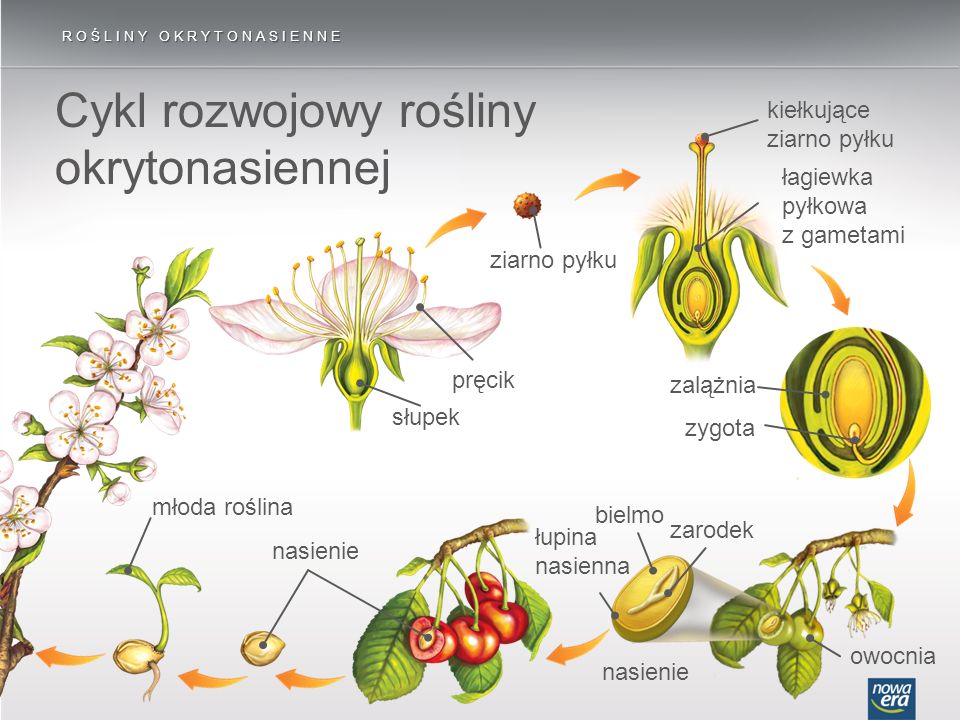 Cykl rozwojowy rośliny okrytonasiennej