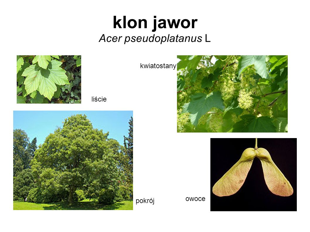 klon jawor Acer pseudoplatanus L