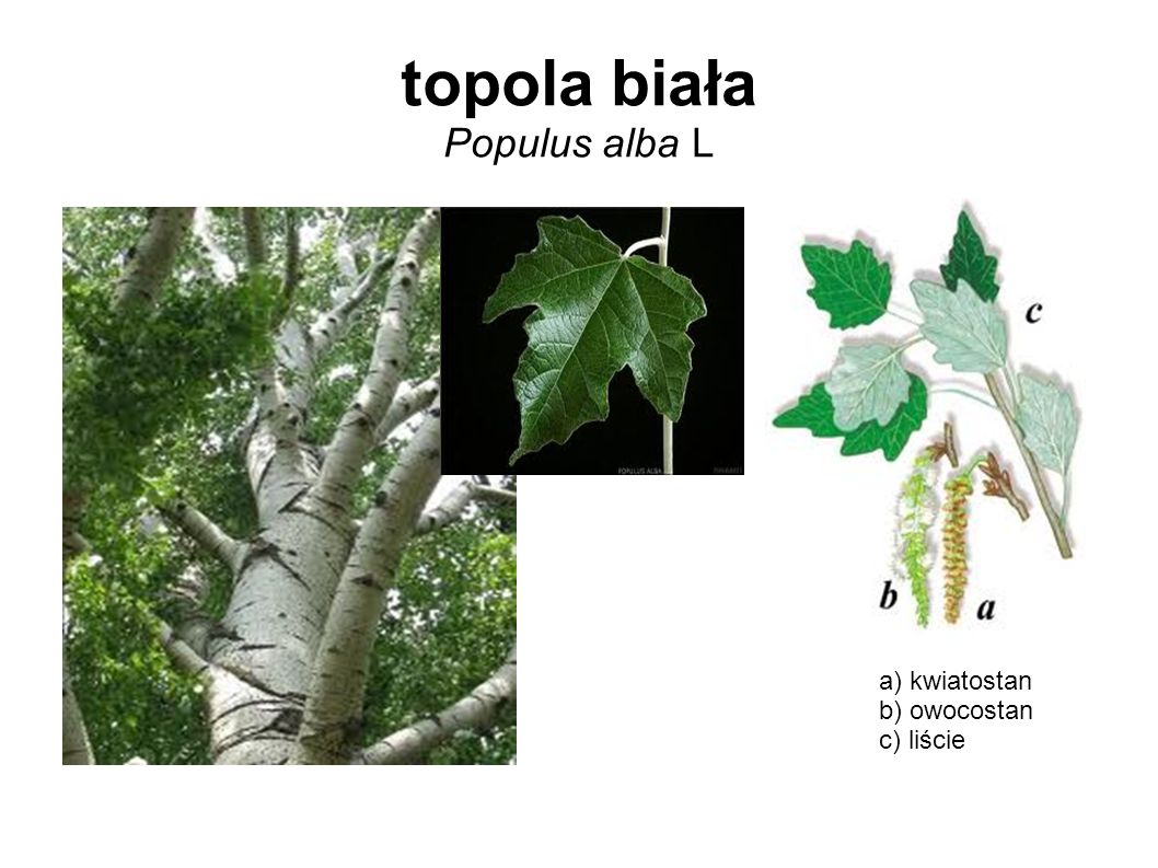 topola biała Populus alba L