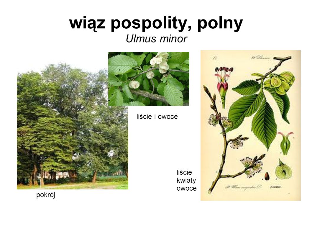 wiąz pospolity, polny Ulmus minor