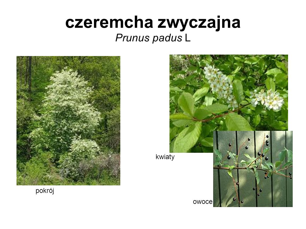 czeremcha zwyczajna Prunus padus L