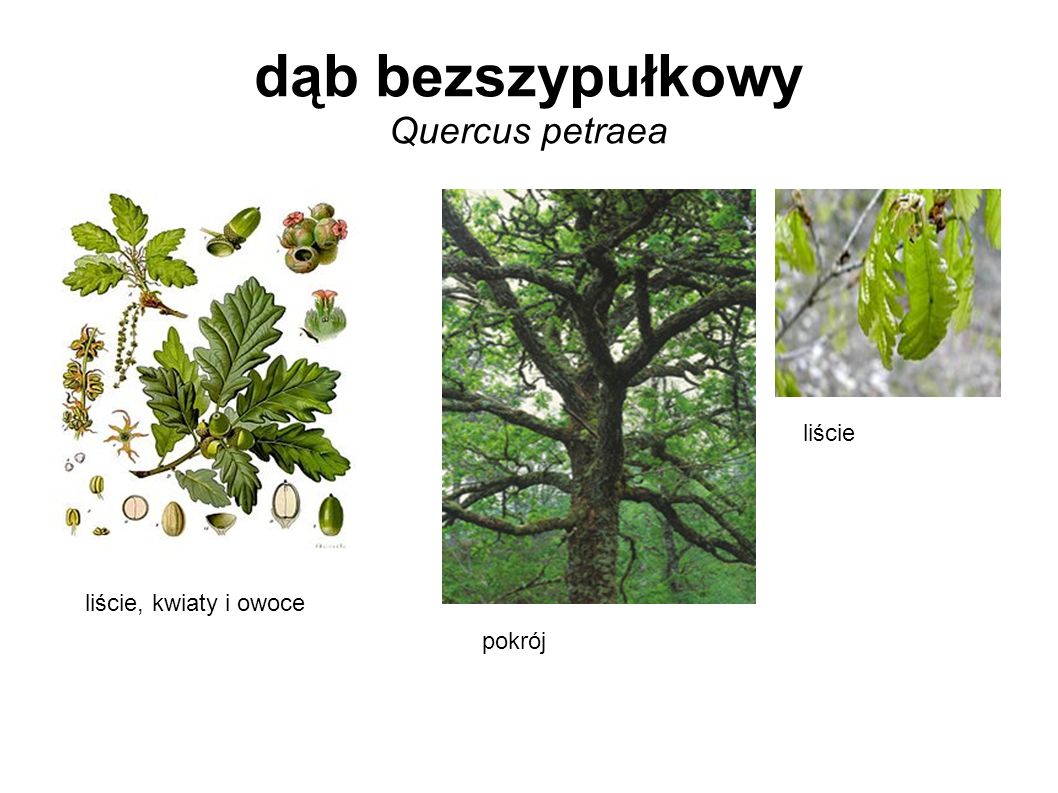 dąb bezszypułkowy Quercus petraea