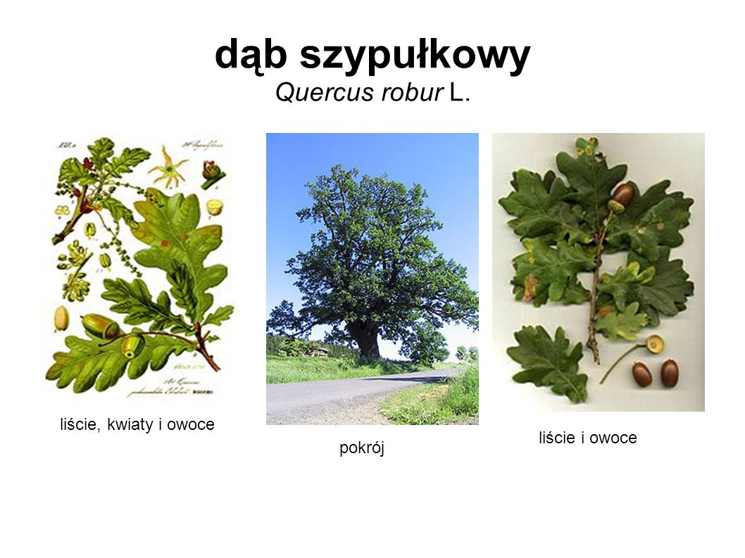 dąb szypułkowy Quercus robur L.