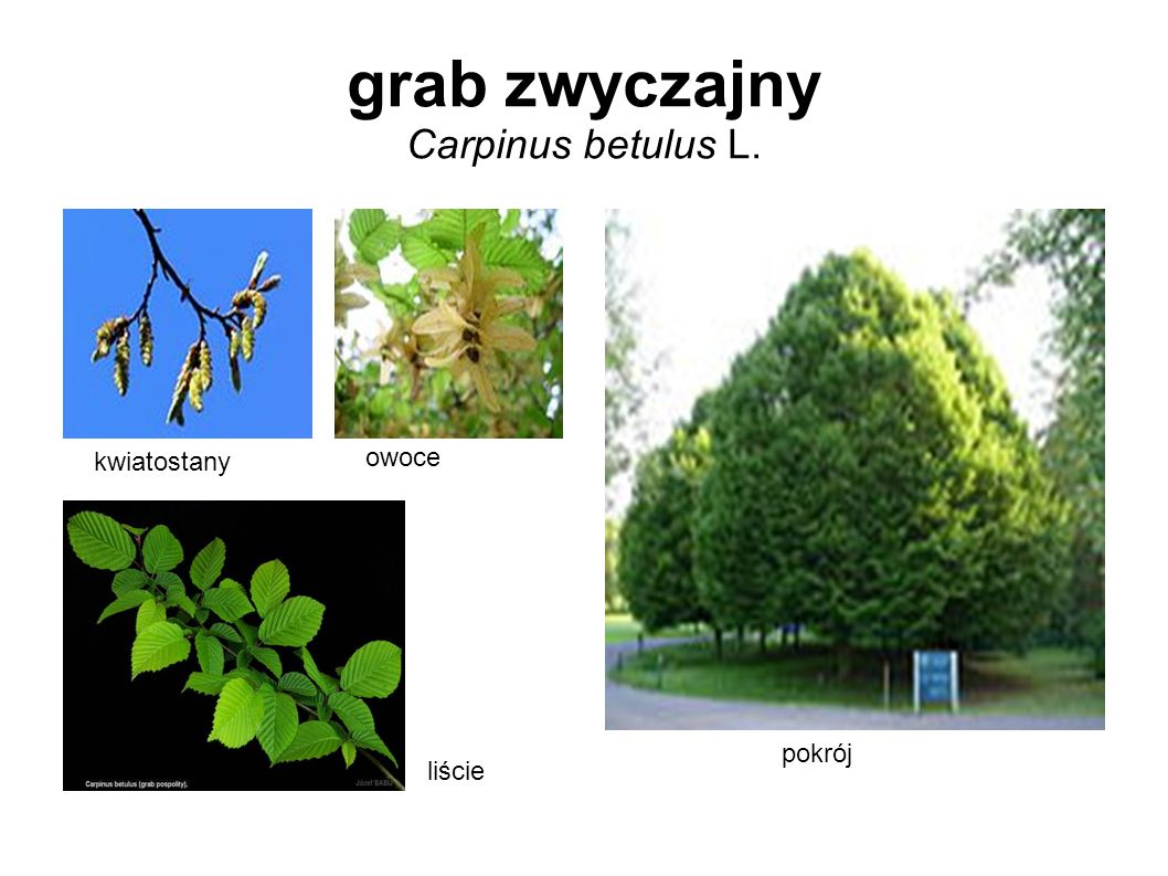 grab zwyczajny Carpinus betulus L.