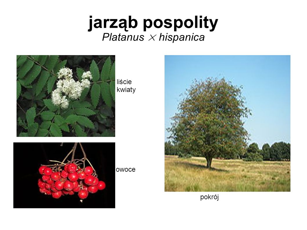 jarząb pospolity Platanus × hispanica