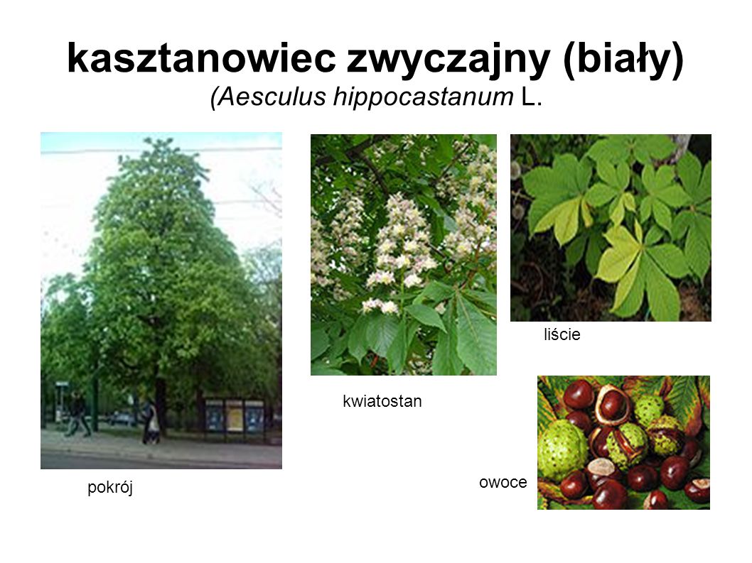 kasztanowiec zwyczajny (biały) (Aesculus hippocastanum L.