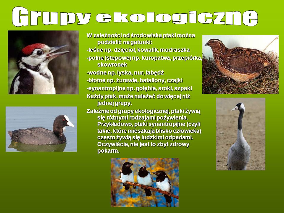 Grupy ekologiczne W zależności od środowiska ptaki można podzielić na gatunki: -leśne np. dzięcioł, kowalik, modraszka.