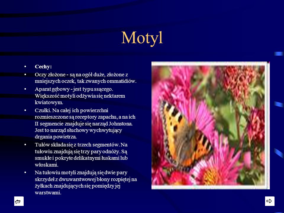 Motyl Cechy: Oczy złożone - są na ogół duże, złożone z mniejszych oczek, tak zwanych ommatidiów.