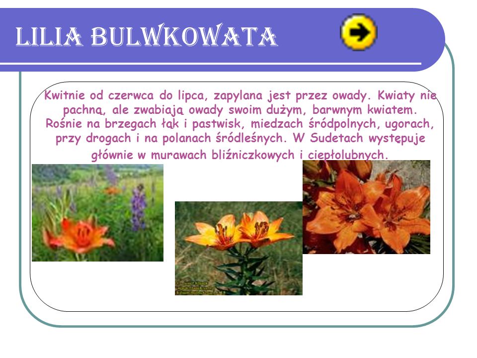 Lilia bulwkowata