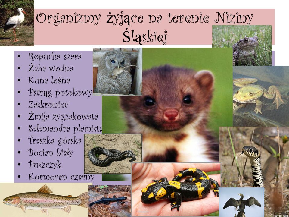 Organizmy żyjące na terenie Niziny Śląskiej