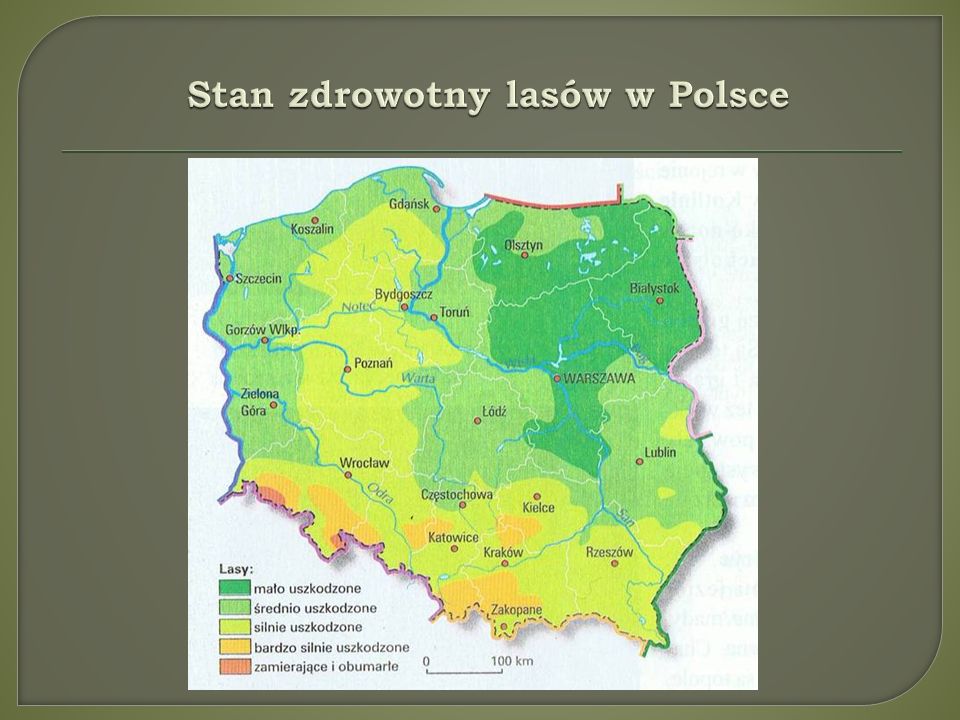 Stan zdrowotny lasów w Polsce