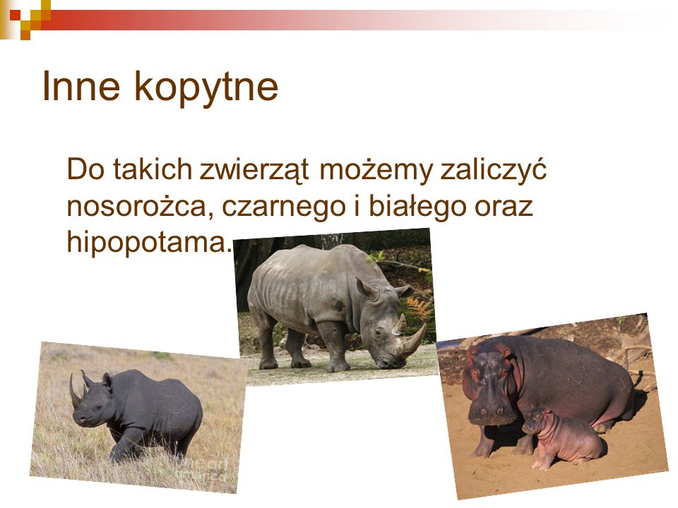 Inne kopytne Do takich zwierząt możemy zaliczyć nosorożca, czarnego i białego oraz hipopotama.