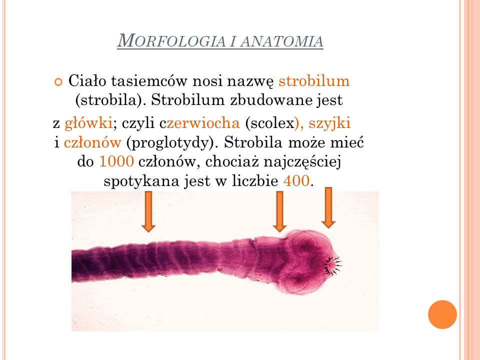 Morfologia i anatomia Ciało tasiemców nosi nazwę strobilum (strobila). Strobilum zbudowane jest.