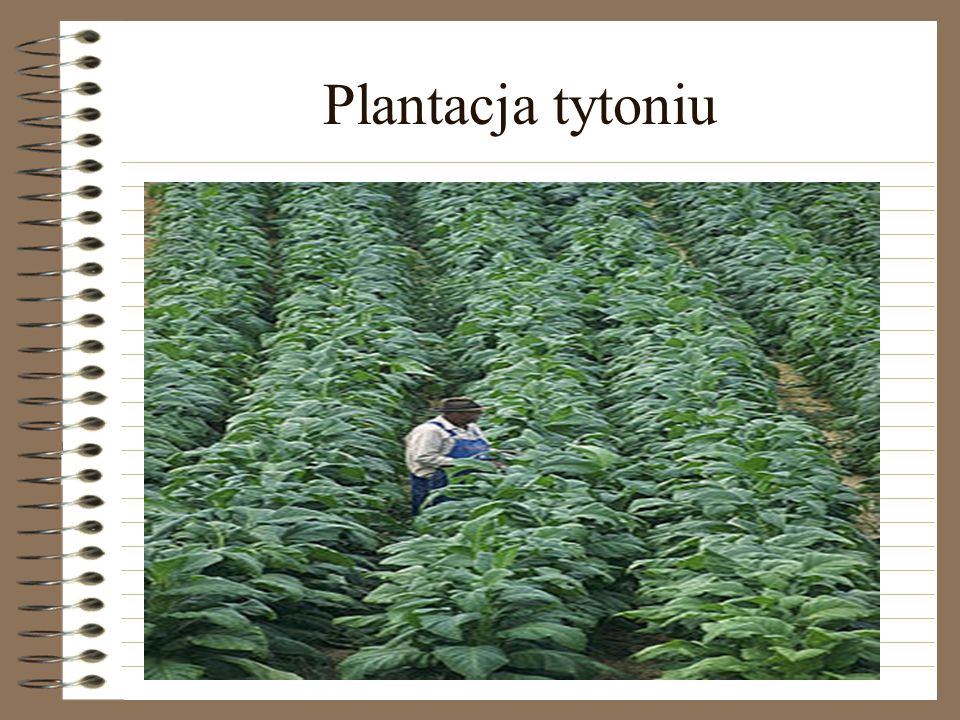Plantacja tytoniu