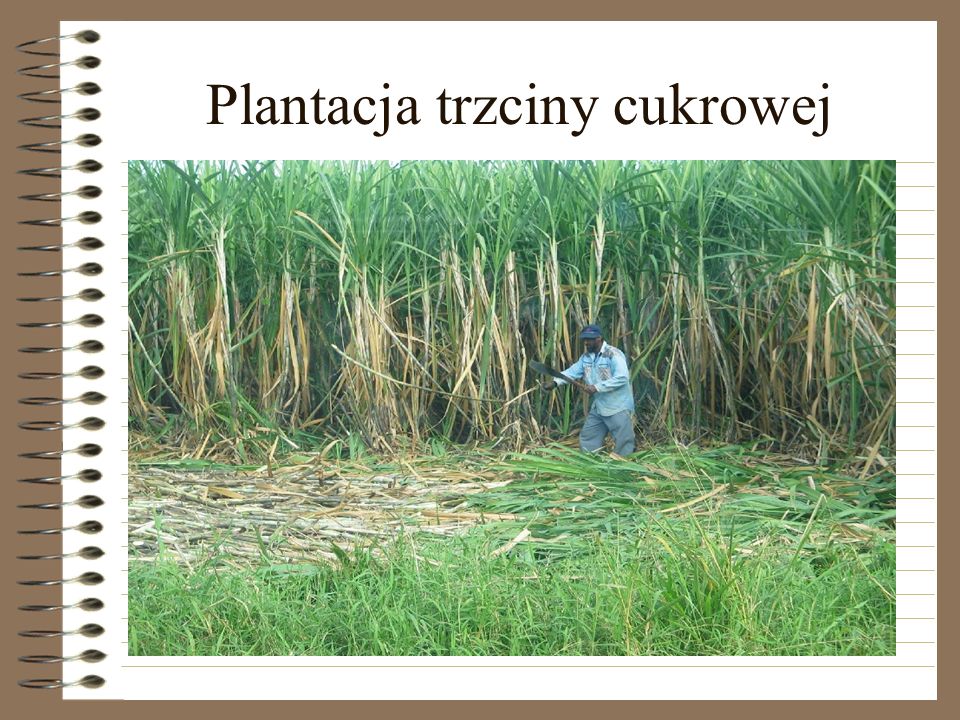 Plantacja trzciny cukrowej