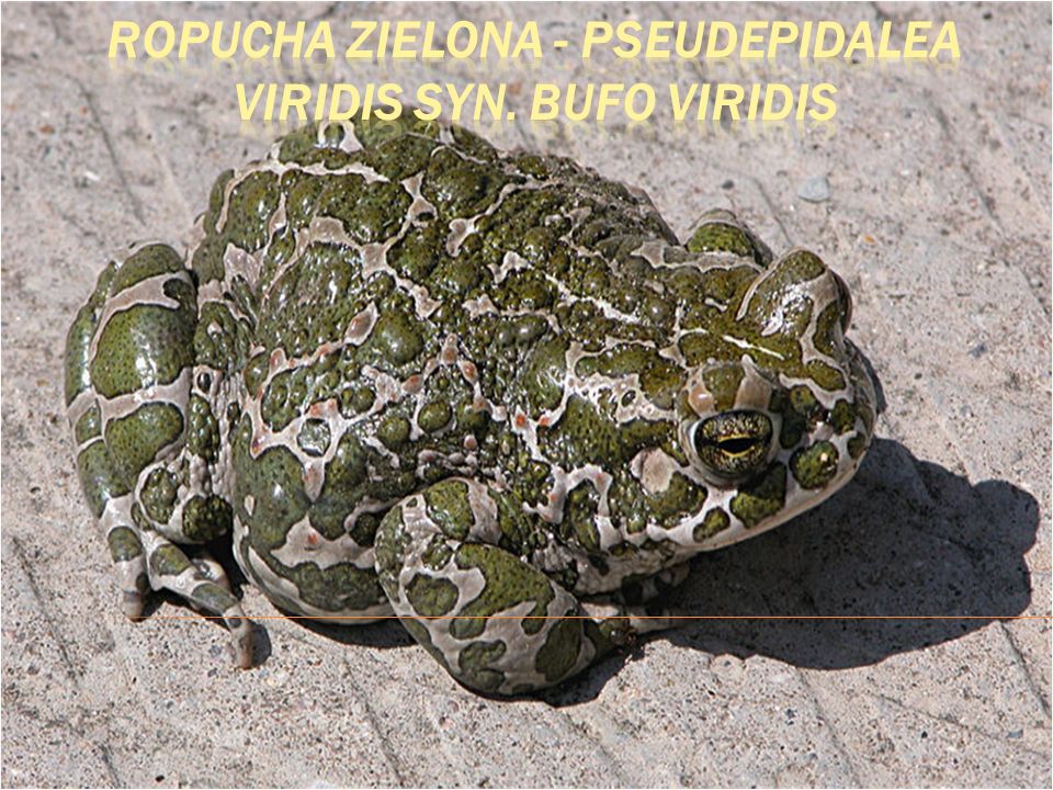Ropucha zielona - Pseudepidalea viridis syn. Bufo viridis