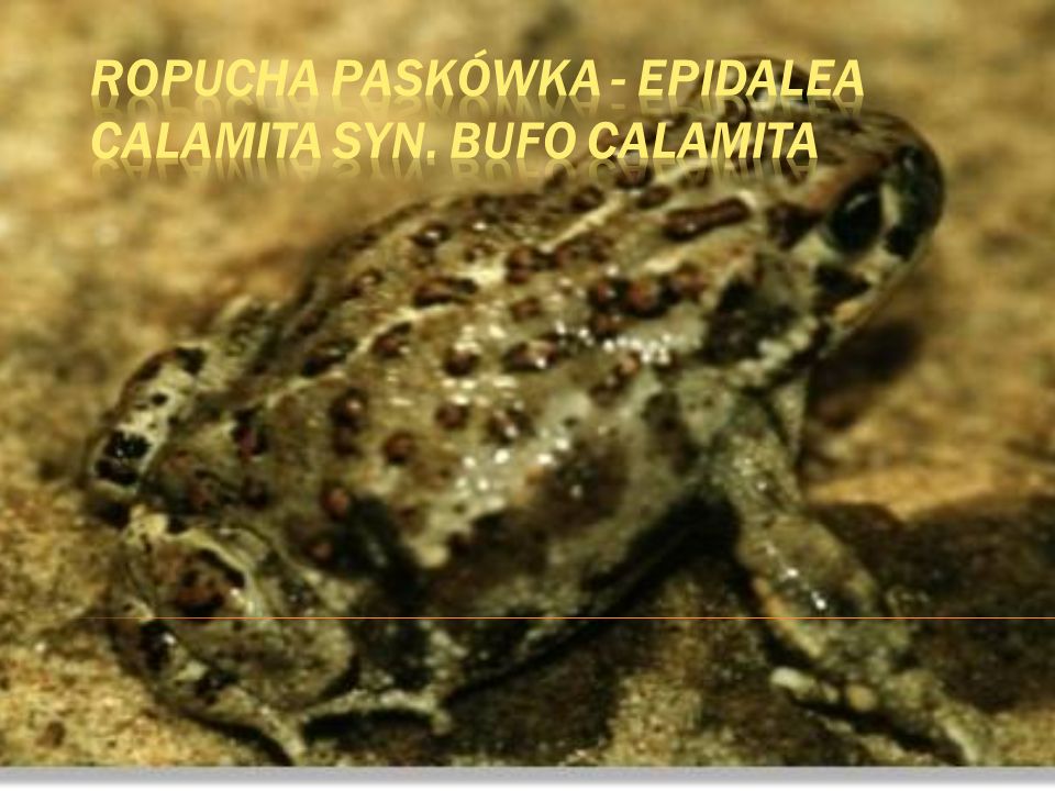 Ropucha paskówka - Epidalea calamita syn. Bufo calamita