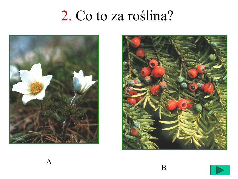 2. Co to za roślina A B